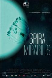  Spira mirabilis